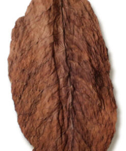 French Burley Wrapper tobacco