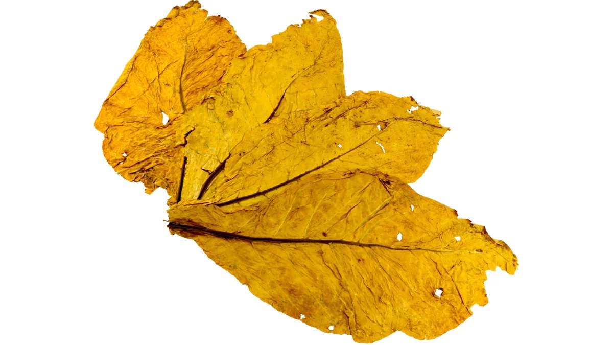 Italian Virginia Tobacco Leaves 1