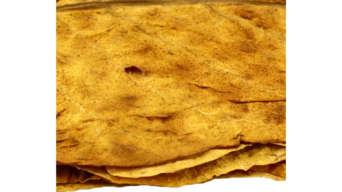 Italian Virginia Tobacco Leaves 2