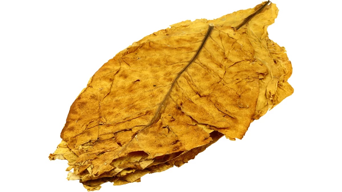 Italian Virginia Tobacco Leaves Buy Italian Virginia Tobacco