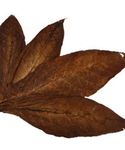 Kentucky Fire Cured Tobacco Leaves