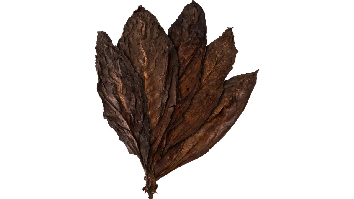 Kentucky Very Smoked Tobacco Leaves Kentucky Very Smoked Tobacco Leaves