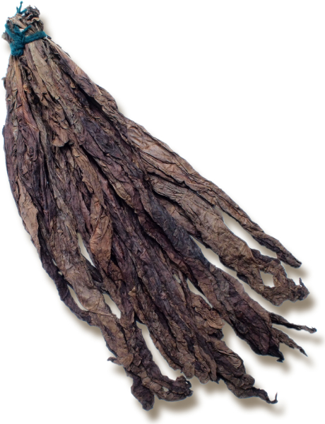 Mexican Oscuro Wrapper Tobacco 1