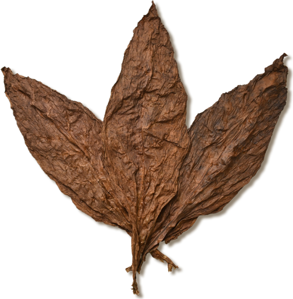 Mexican Oscuro Wrapper Tobacco Mexican Oscuro Wrapper Tobacco