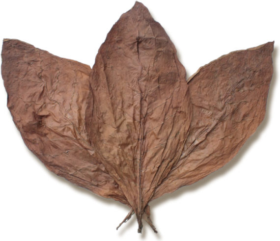 Nicaraguan Rosada DAC Wrapper Nicaraguan Rosada DAC Wrapper