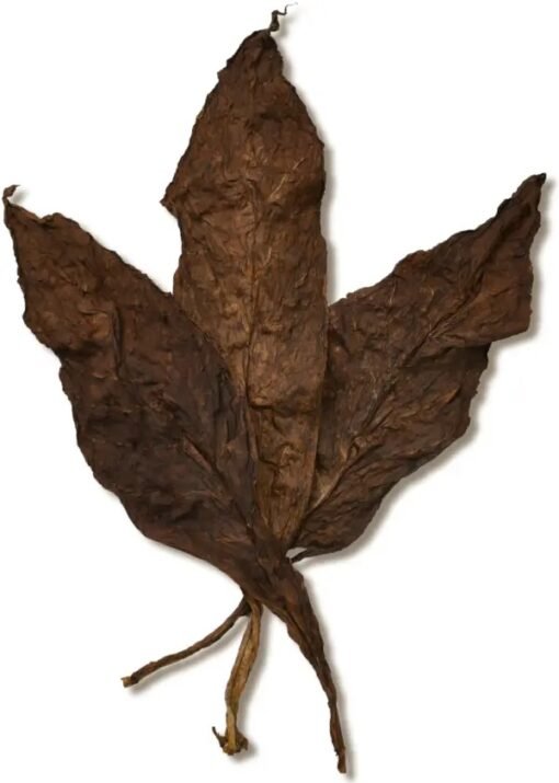 Pennsylvania Broadleaf Ligero Wrapper Leaf | Premium Cigar Tob