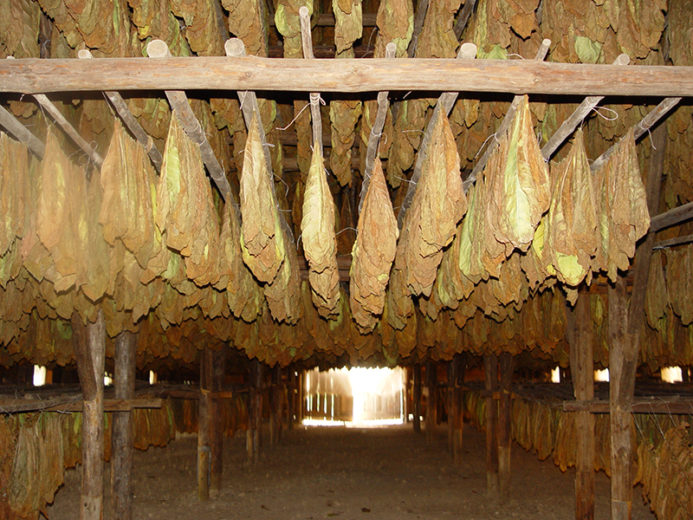 Wholesale Tobacco Leaf Supplier