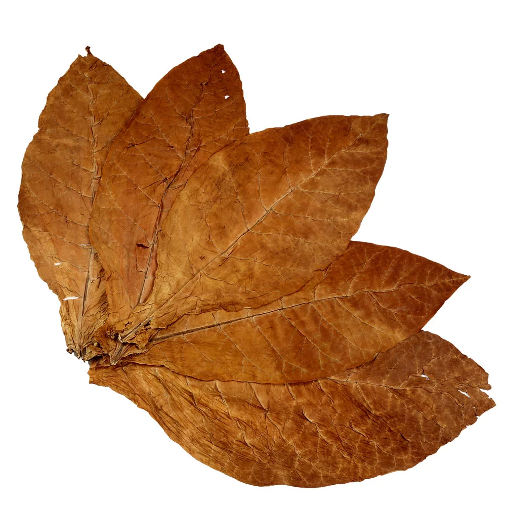Raw Burley Tobacco Leaves for Sale