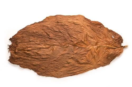 Connecticut Broadleaf Tobacco for Sale 1 Connecticut Broadleaf Tobacco for Sale