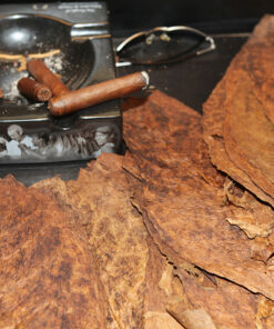Dominican Tobacco Leaves for Sale