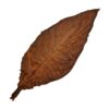 Pennsylvania Broadleaf Tobacco for Sale