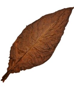 Pennsylvania Broadleaf Tobacco for Sale