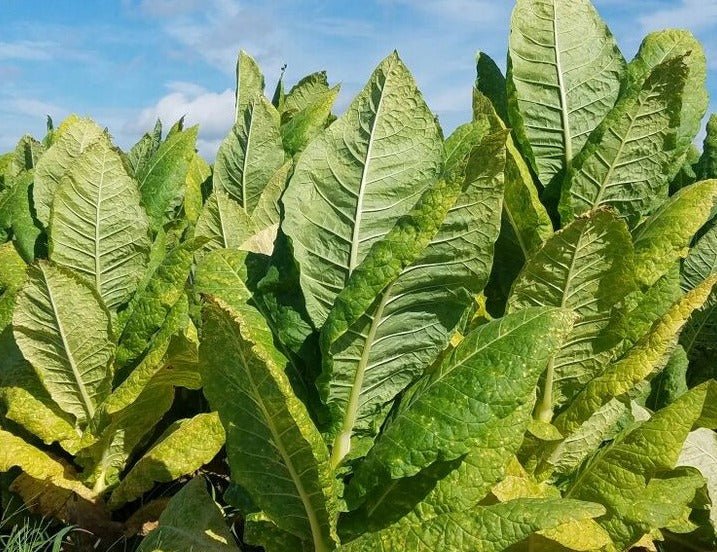 Bulk Tobacco Leaf Wholesale Suppliers