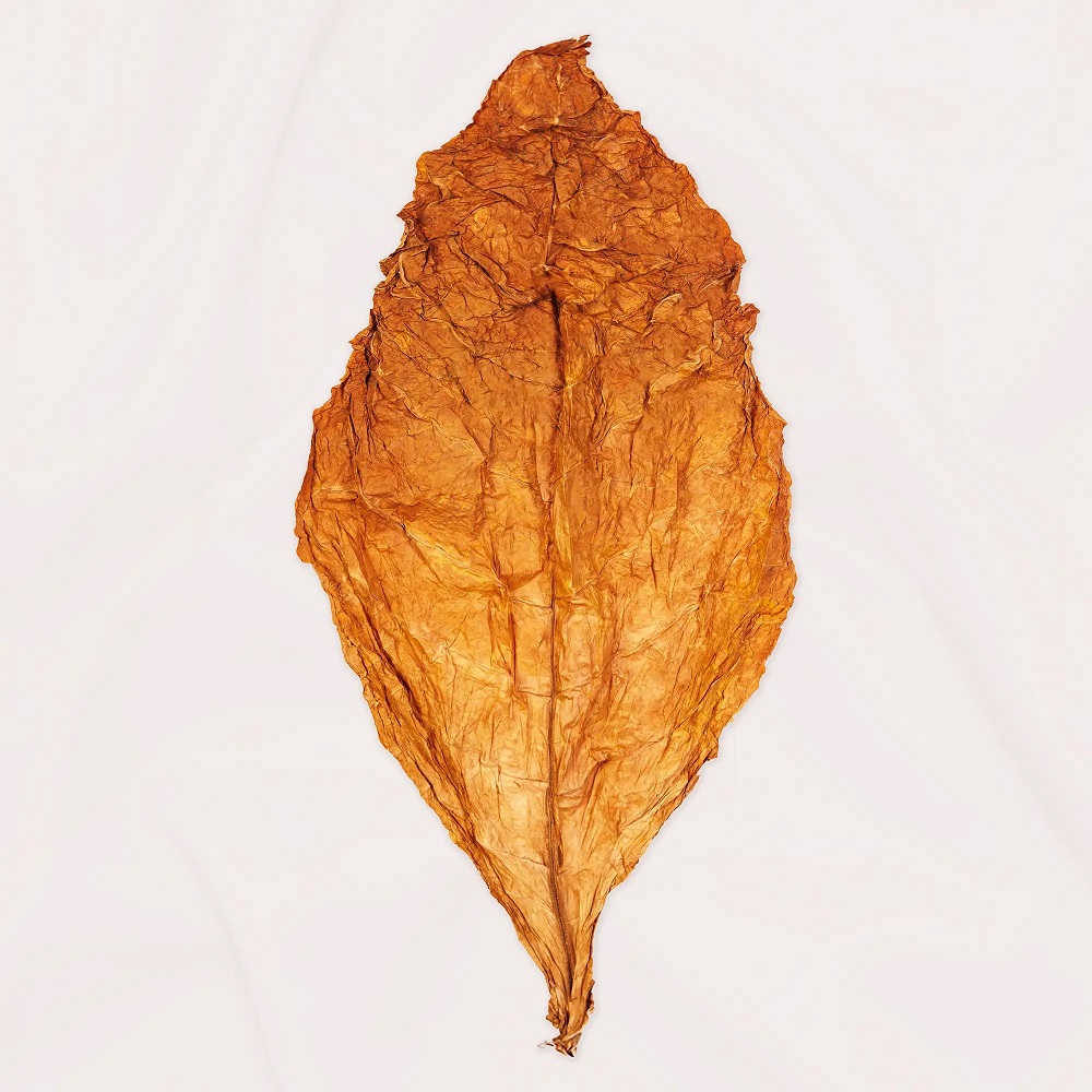 Organic Raw Burley Tobacco Leaves for Sale