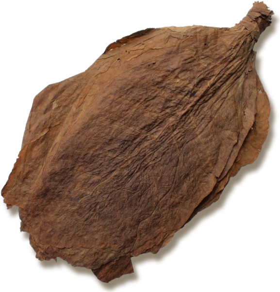 Fermented Tobacco Leaves for Sale