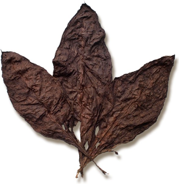 Buy Mexican Oscuro Binder Tobacco